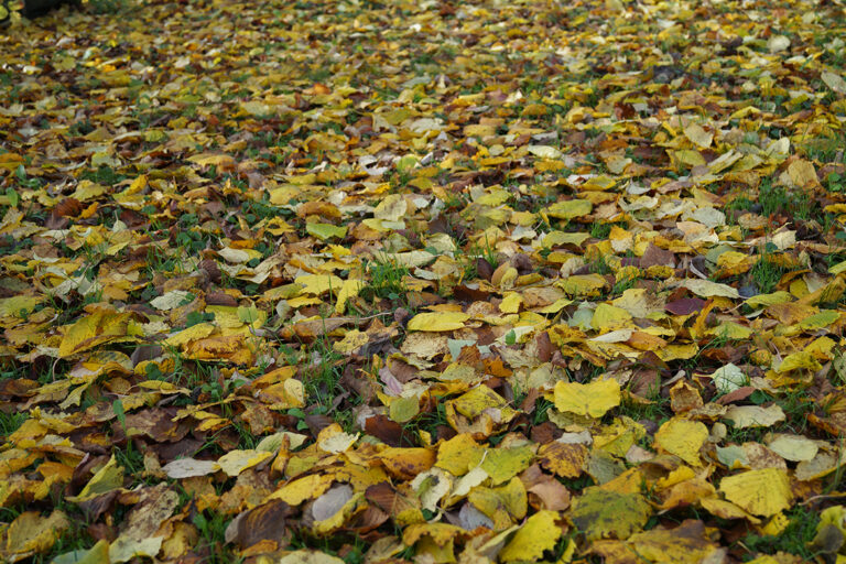 Die Bllätter liegen bunt auf der Wiese.