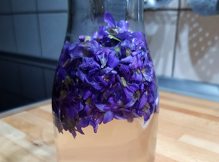 Die gesammelten Veilchenblüten sind in Zuckerwasser eingelegt.