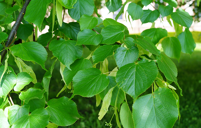 Grüne, herzförmige Lindenblätter in der Nahaufnahme.
