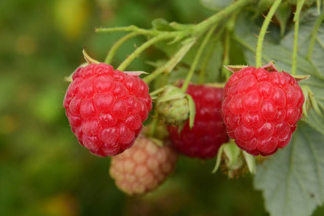 Nicht alle Himbeeren werden gleichzeitig reif, zum Glück kann man sie aus nach und nach zum Essig geben.