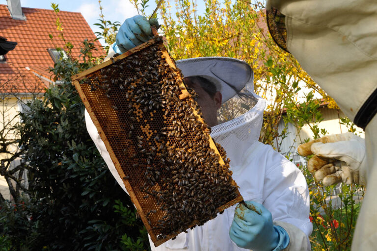 Der Hobby-Imker betrachtet in Schutzkleidung gehüllt eine Platte aus dem Bienenstock.
