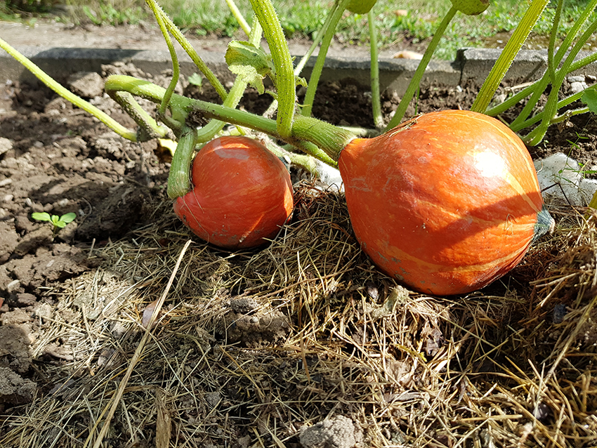 Twee felgekleurde pompoenen aan een plant.