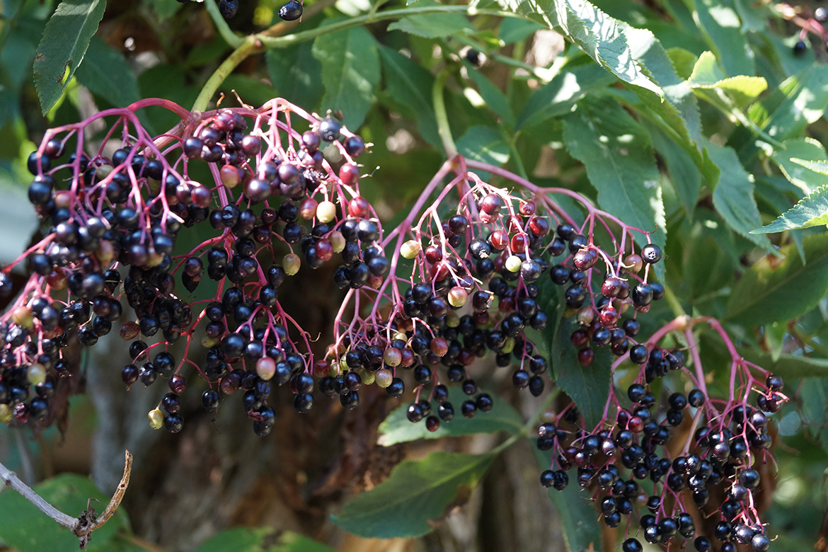 Ein Zweig mit dunklen, reifen Holunderbeeren.