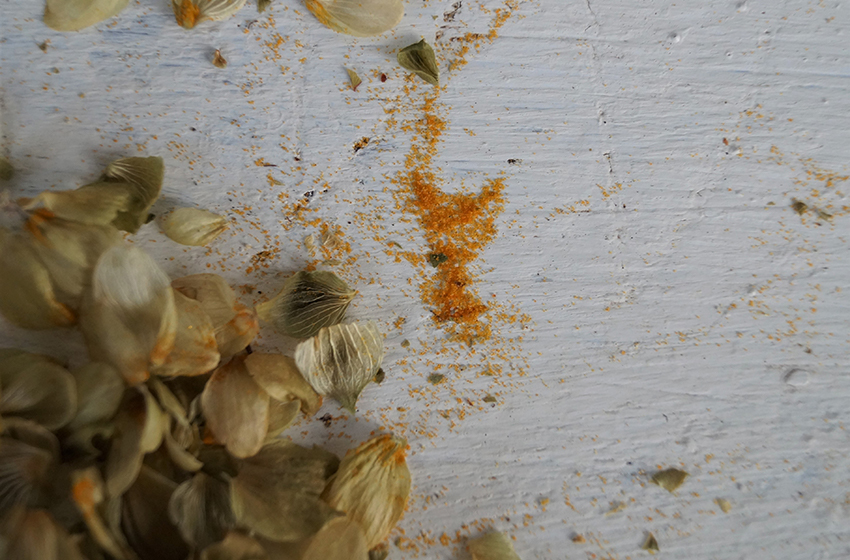 Das gelbe Drüsenmehl des Hopfen ist aus den Hopfenzapfen ausgetreten und liegt neben den Zapfen auf einem Brett.