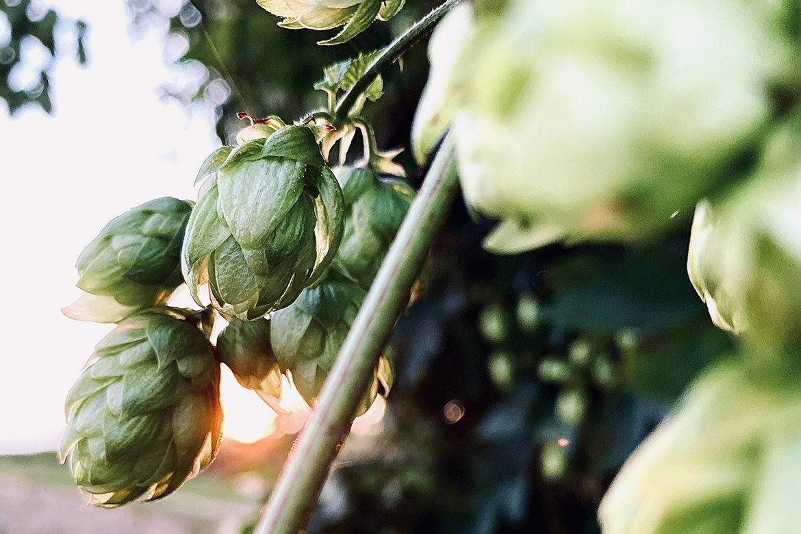 Hopfen wächst frei in der Natur und wird von der Sonne angestrahlt.