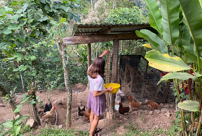 Eine Frau füttert bei ihrer Freiwilligenarbeit die Hühner im Gehege.