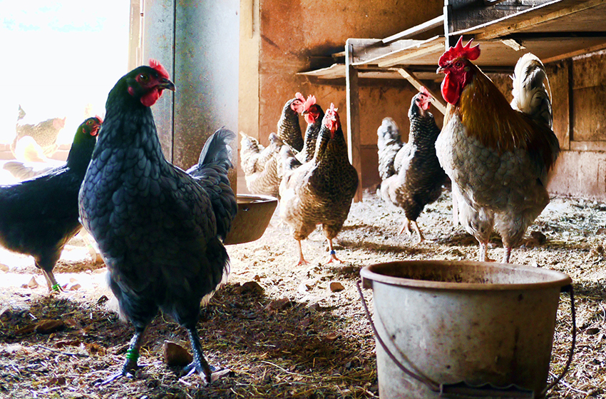 In einem offenen Hühnerstall auf einem Bauernhof haben sich ein paar Hühner versammelt.