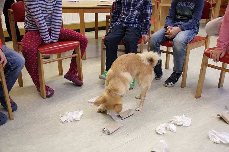 Im großen Stuhlkreis sucht der Hund unter verschiedenen Papierrollen und Tüchern nach seinem Ziel.