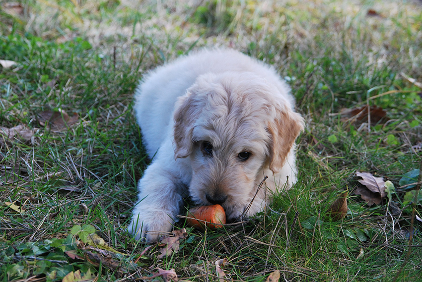 Ein weißer Hund liegt auf einer Wiese und frisst eine Karotte.