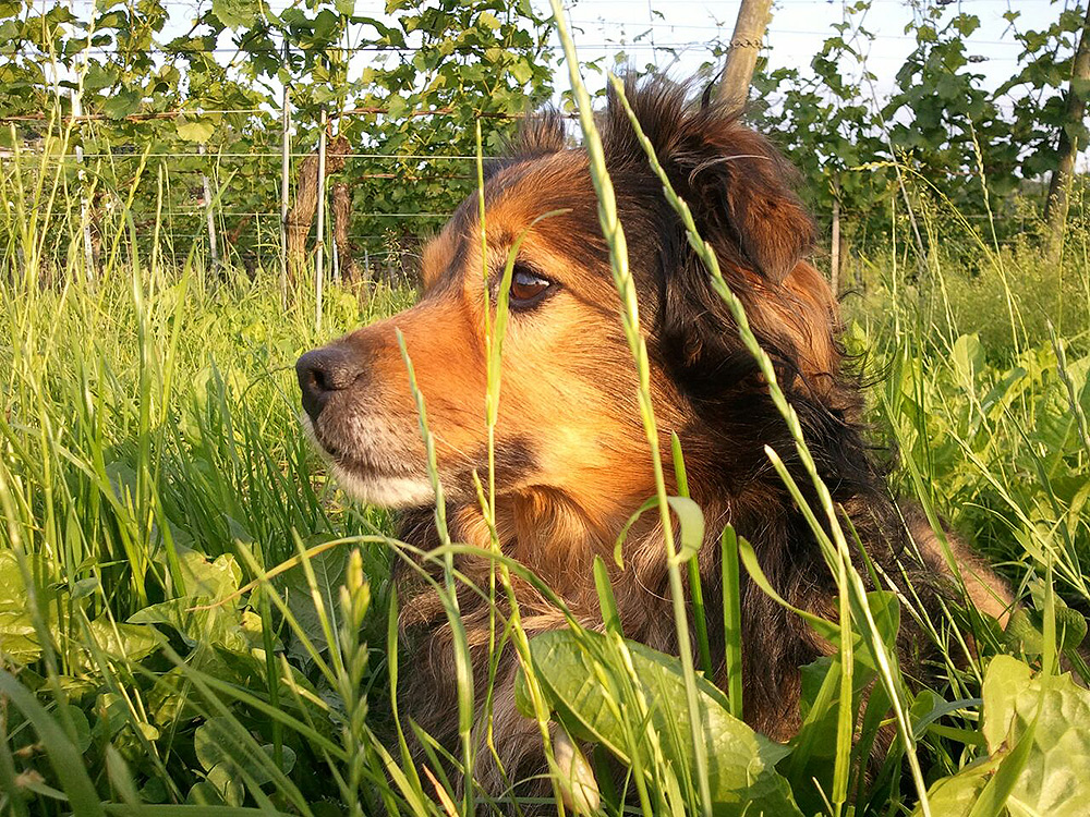 Entspannter Hund liegt im tiefen Gras