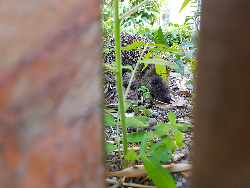 Zwischen zwei Holzzaunlatten hindurch sieht ma den Igel.