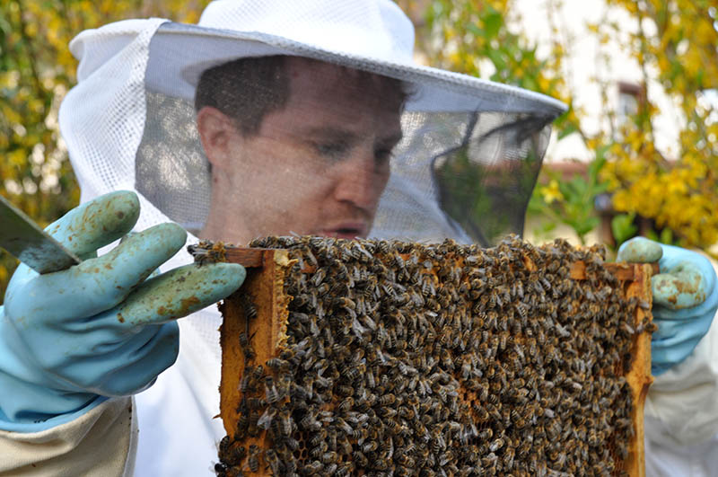 Das Modul mit darauf wimmelnden Bienen wird vom Hobby-Imker inspiziert.