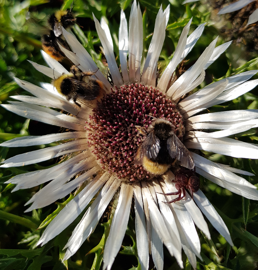 Auf der sternförmigen weißen Blüte sitzen drei verschiedene Hummeln und eine kleine dunkelrote Spinne.