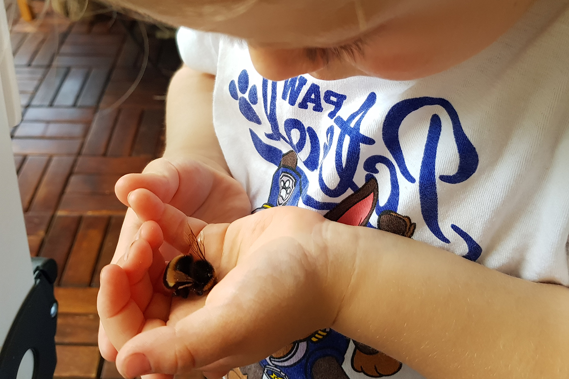 Die Hummel liegt in den Kinderhänden und wird genau beobachtet