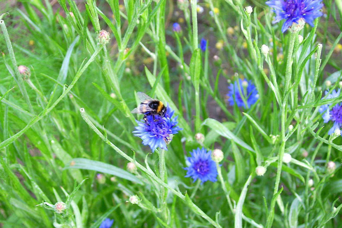 Die dunkelblauen Blüten heben sich schöne vom leuchtenden Grün ab, auf einer Blüte sitzt eine Biene.