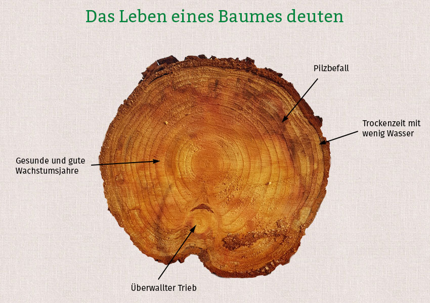 Auf der Grafik ist ein Baumstamm im Querschnitt zu sehen, verschiedene Jahresringe und Stellen am Baumstamm sind beschriftet.