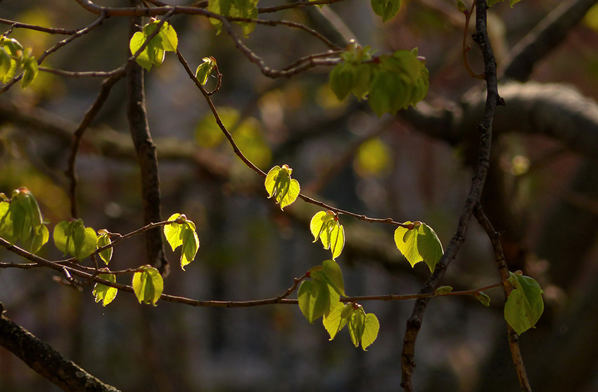 Junge Lindenblätter treiben an einer Linde frisch aus.