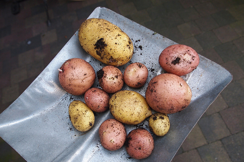 Gelbe und rote Kartoffeln liegen auf einer Schaufel.