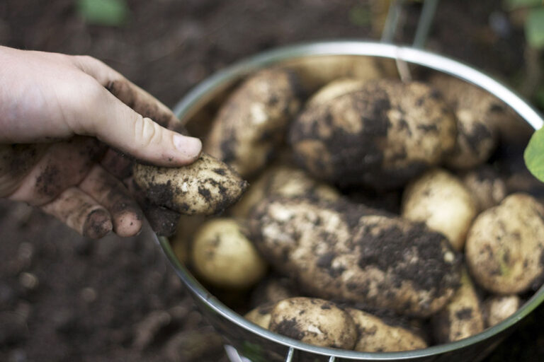 Frisch geerntete Kartoffeln liegen in einem Stahleimer, eine Hand hält eine Kartoffel.