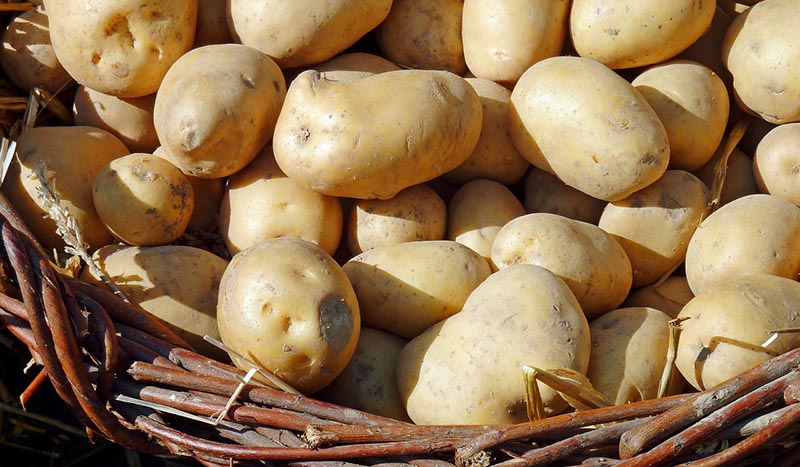 Kartoffeln liegen aufgehäuft in einem geflochtenen Korb.