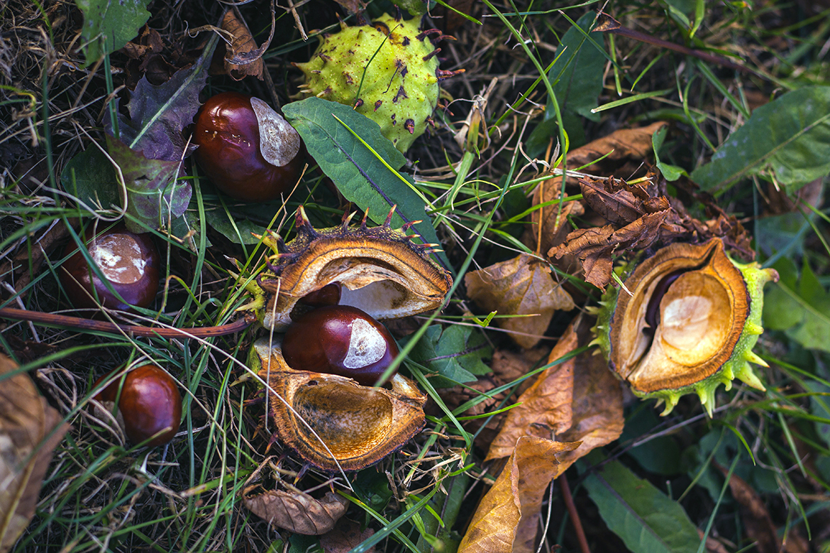 Die braunen Früchte der Rosskastanie liegen im Gras, einige sind aus ihren stacheligen Hüllen gefallen.