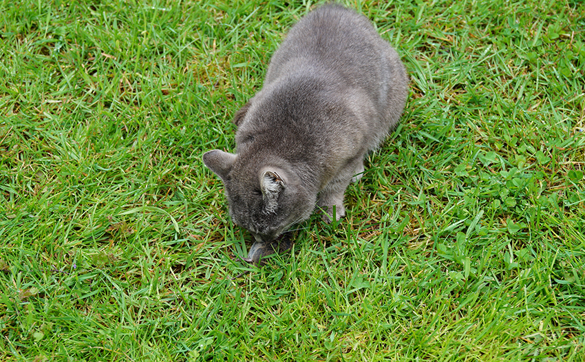 Eine Katze sitzt auf dem Rasen und hat eine Wühlmaus gefangen.