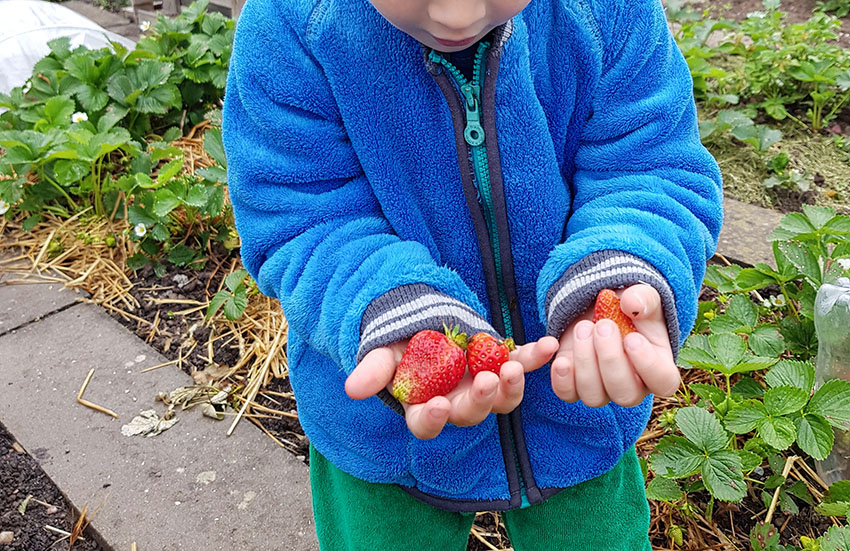 Ein Kind hält frische Erdbeeren in den Händen, die es nach dem Saisonkalender für Kinder geerntet hat.