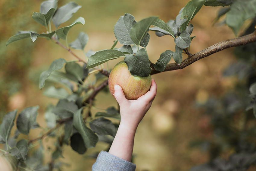 Eine kleine Kinderhand pflückt einen Apfel vom Baum.