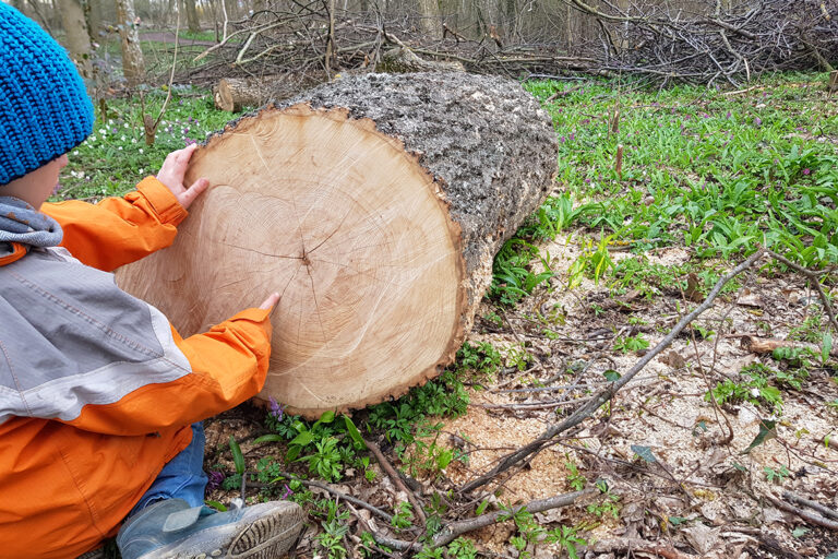 Kind kniet vor einem gefällten Baum und zeigt auf die Jahresringe.