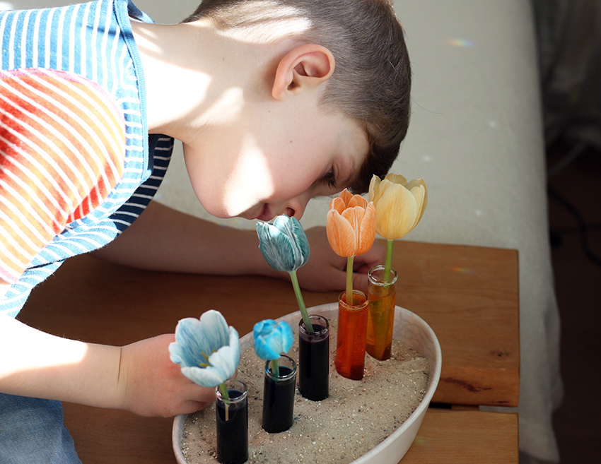 Ein Kind untersucht die Tulpen beim Blumen färben genauer.
