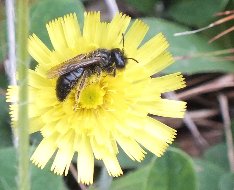 Die Biene ist schwarz, sitzt aber dafür auf einer gelben Blüte.