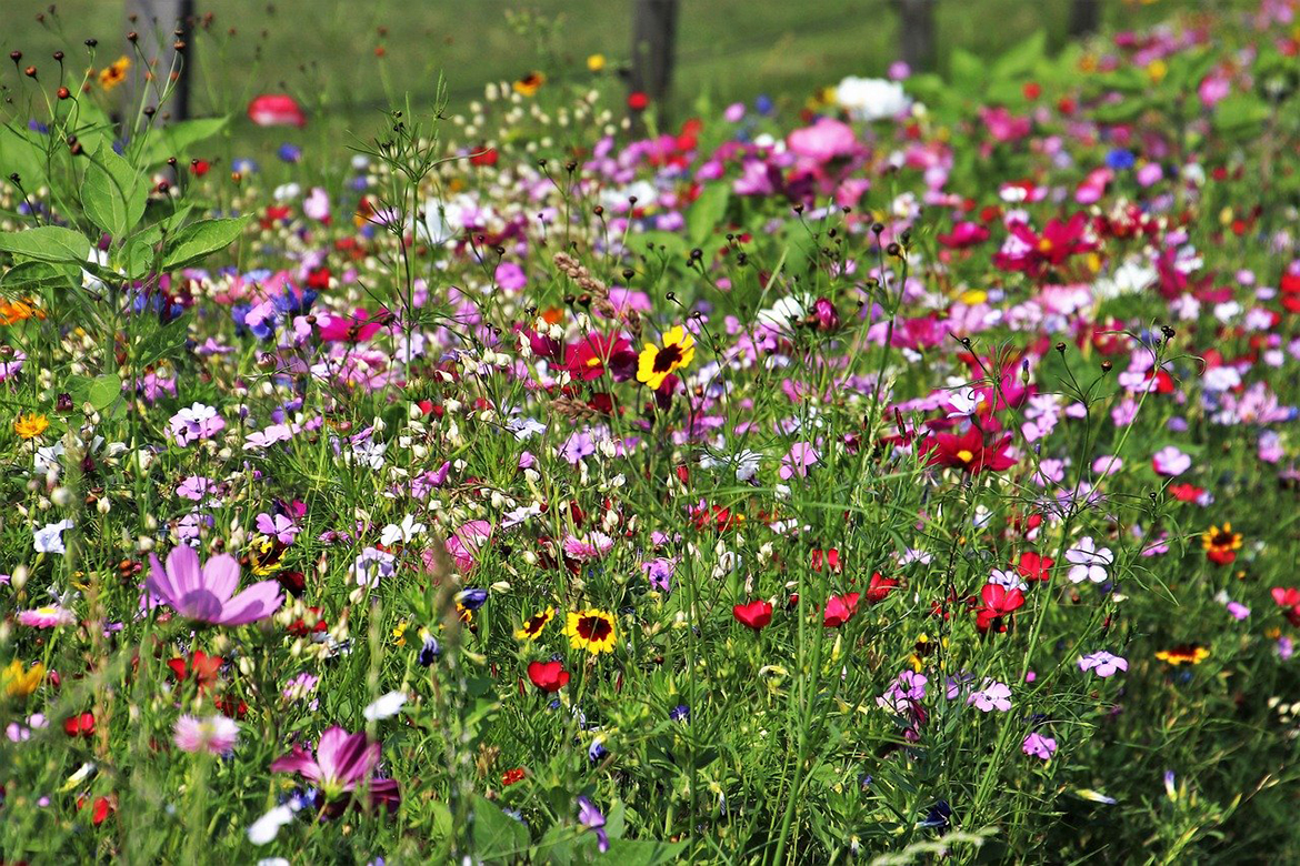 Zeichen gegen den Klimawandel im Garten: Blühende gemischte Wildblumen im Sonnenschein.