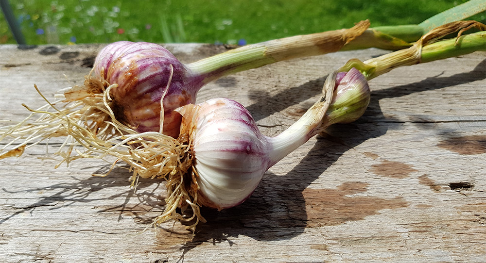 Zwei frisch geerntete Knoblauchknollen auf einem Holzbrett