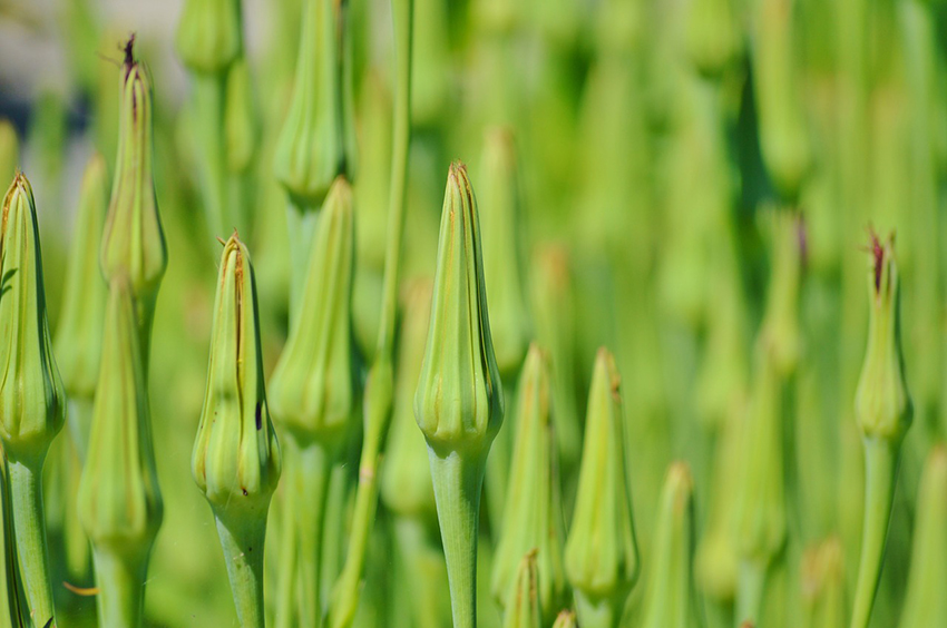 Nahaufnahme der länglichen spitz zulaufenden Knospen.