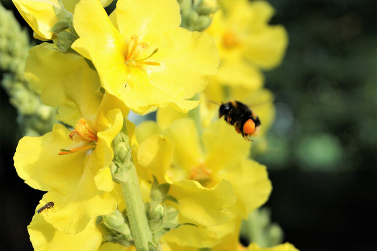 Die Königskerze ist hat leuchtend gelbe Blüten und wird gerne von Insekten aufgesucht.