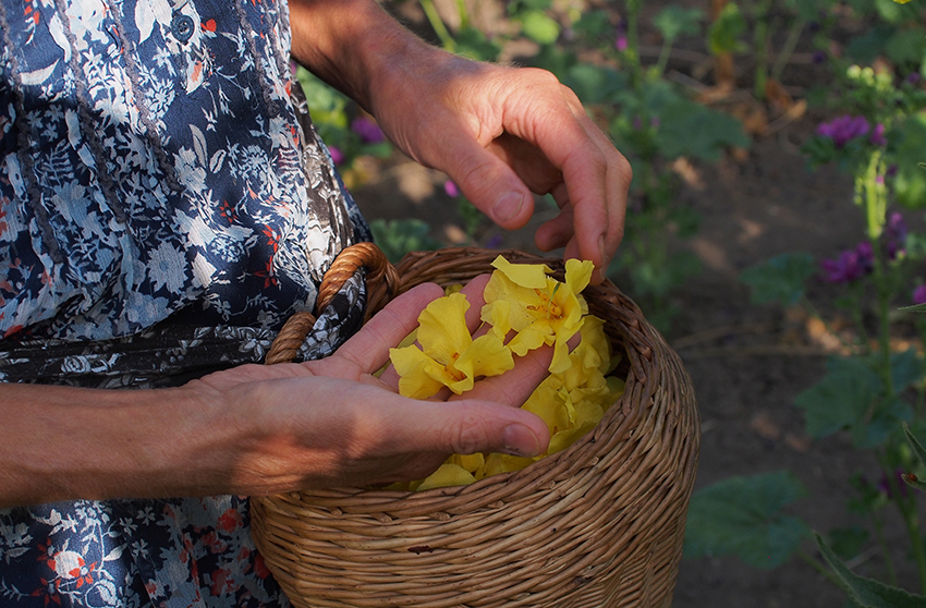 Die gelben Blüten der Königskerze werden in einem geflochtenen Korb gesammelt.