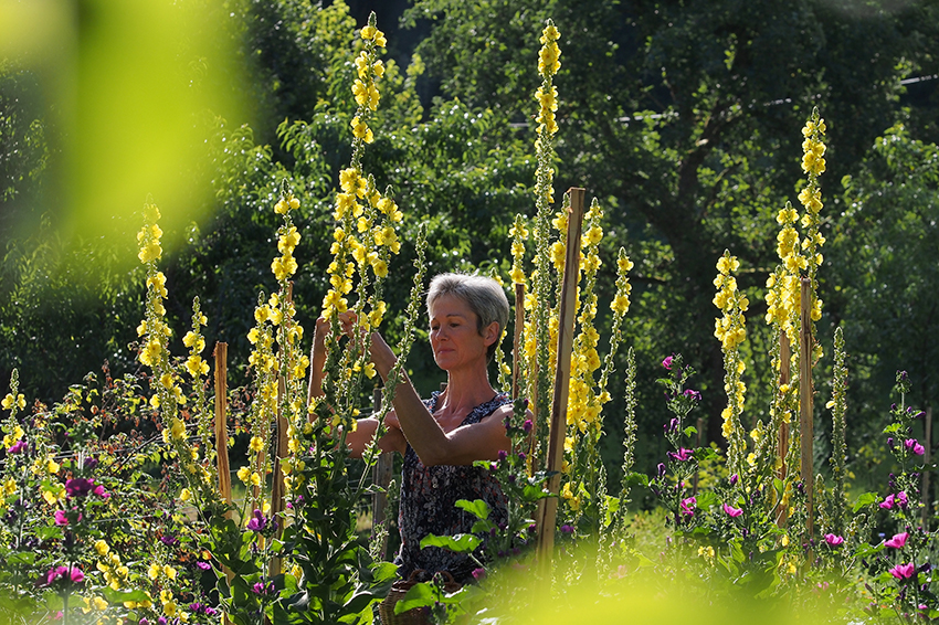 Eine Kräuterfrau sammelt Blüten von prächtig blühenden Königskerzen.