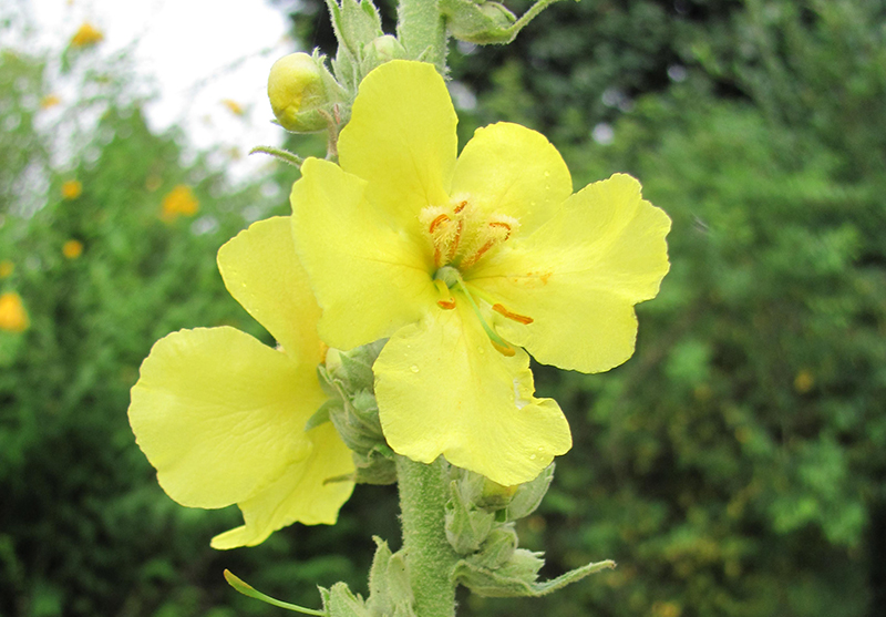 Die leuchtenden Blüten in gelb.