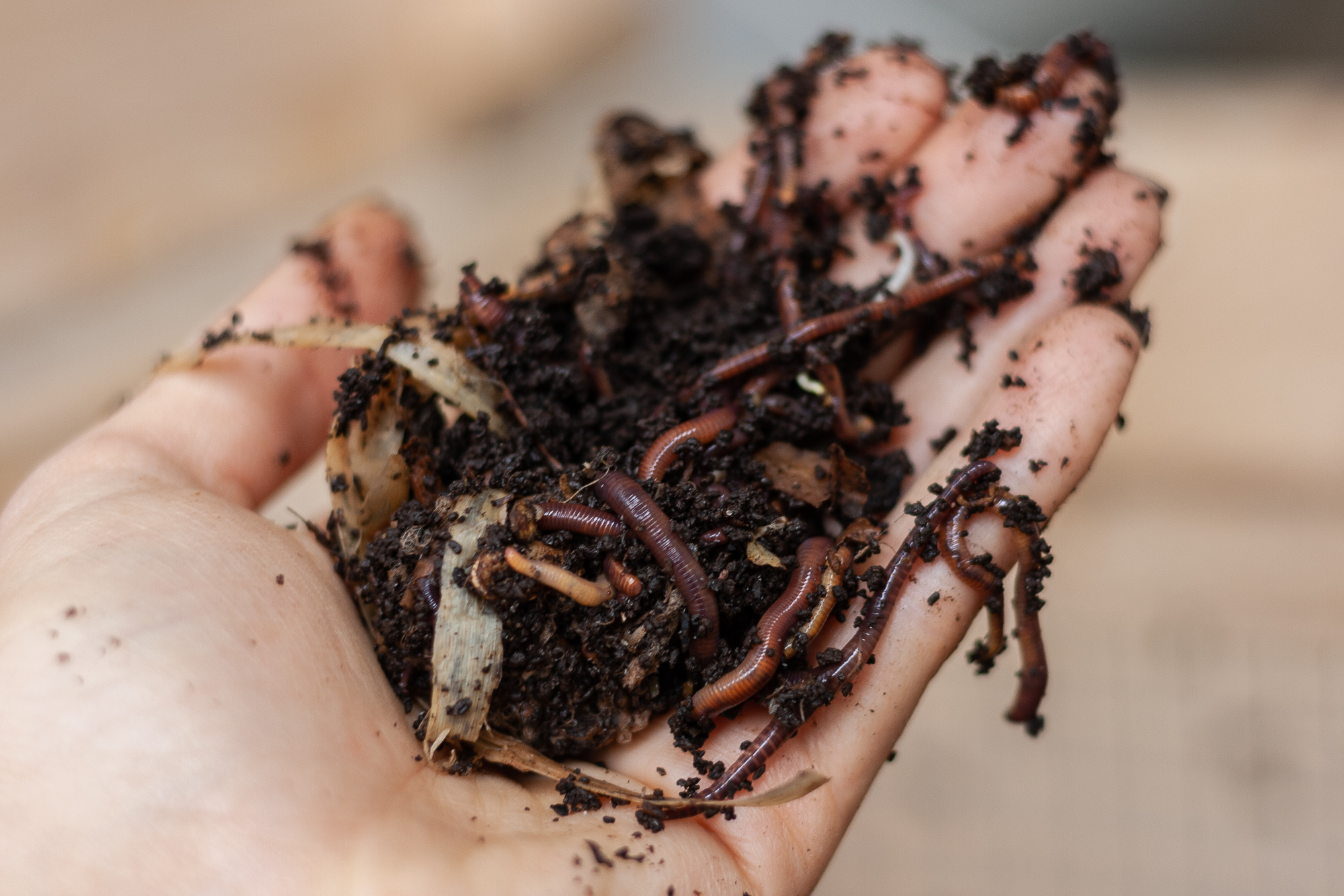 Eine Hand voll Komposterde mit mehreren Würmern darin