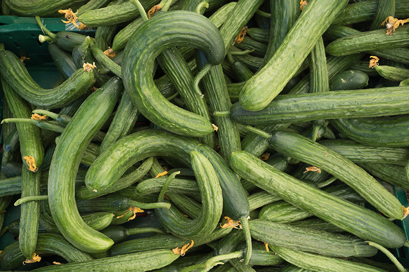 Die gekringelten Gurken sind genauso lecker wie gerade Exemplare.