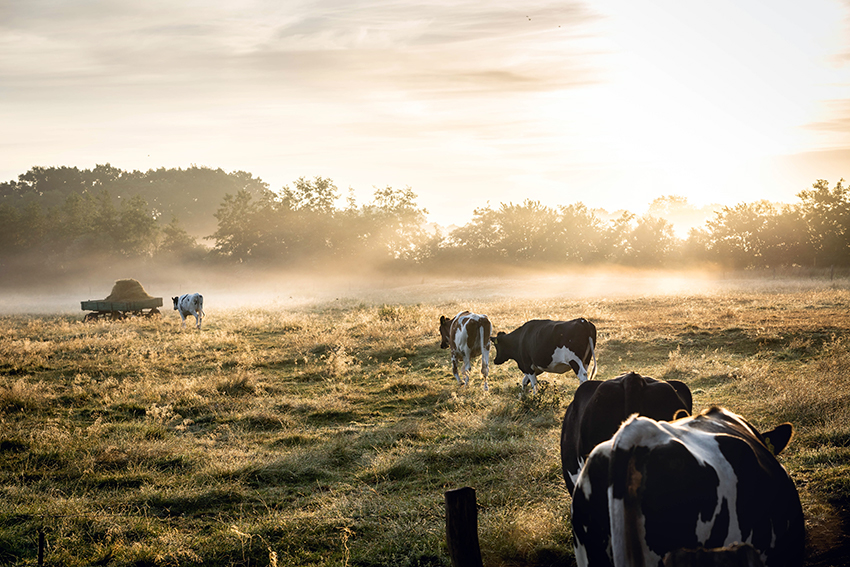 Kühe stehen im Morgenlicht auf der Weide.