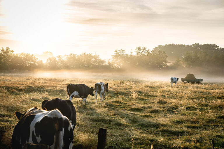 EIne kleine Herde Kühe steht auf einer Wiese, die ins Morgenlicht getaucht ist.