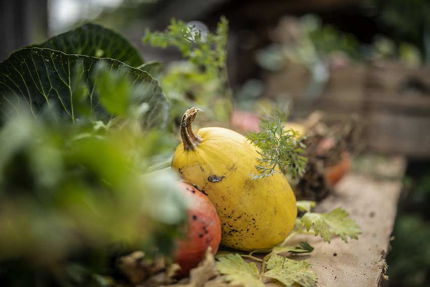 Verschiedene Kürbissorten und ein Kohl liegen auf einem erdigen Gartentisch.