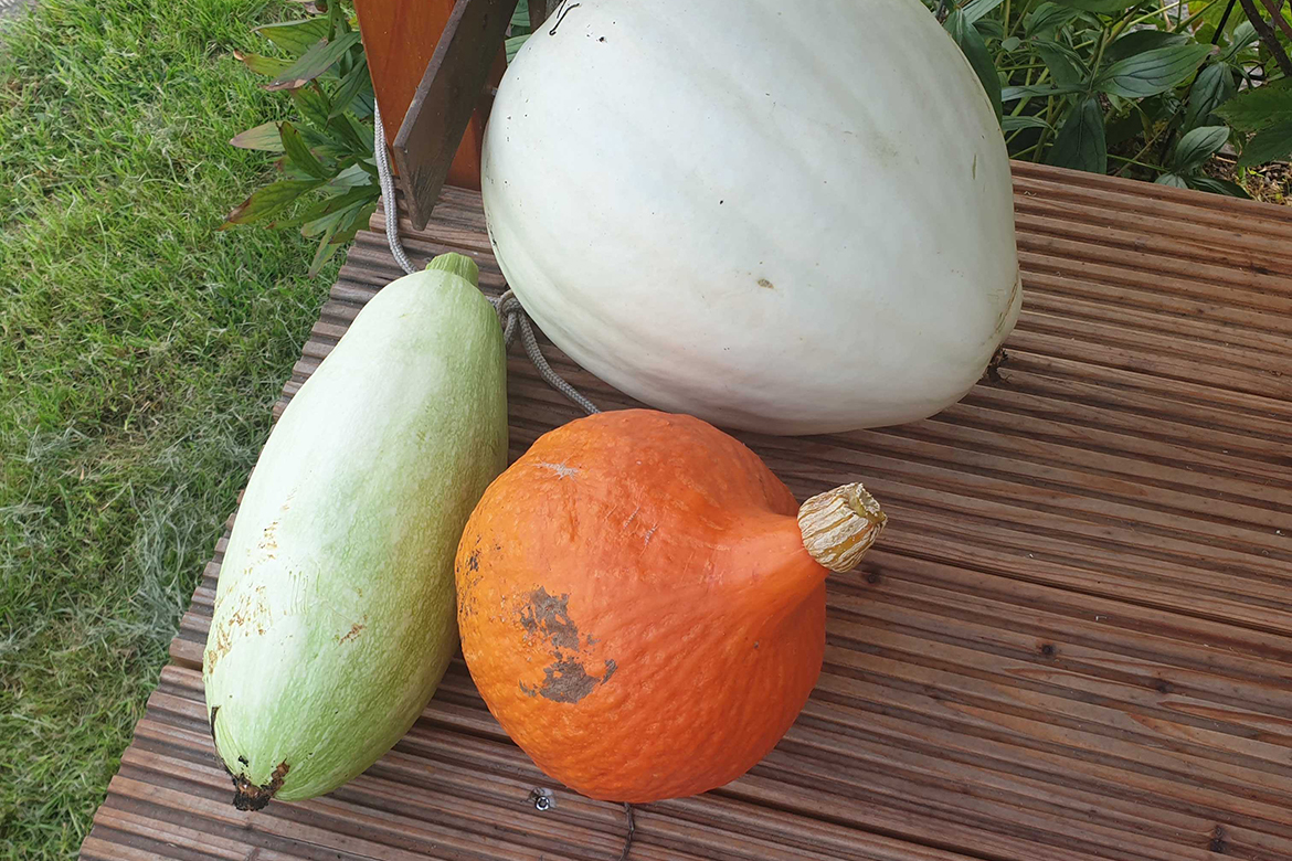 Ein weißer, ein orangener Kürbis und eine helle Zucchini liegen beisammen.