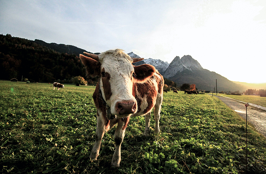 Eine braun-weiße Kuh steht auf einer grünen Wiese, im Hintergrund kann man Berge erkennen.