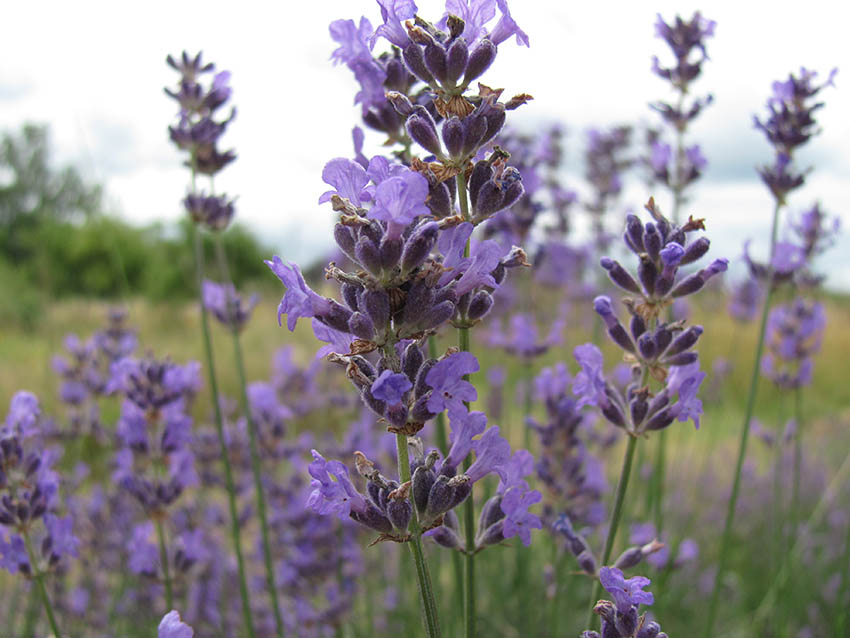 Nahaufnahme von Lavendelblüten