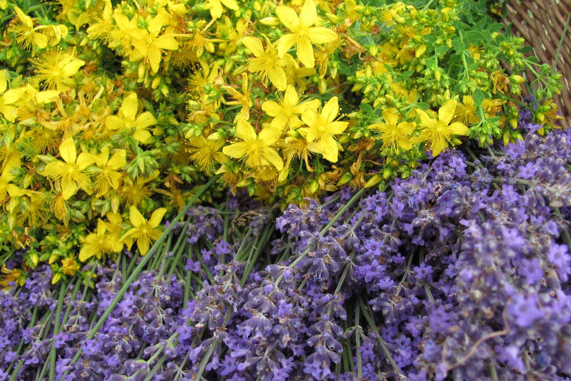 Die gleben Blüten des Johanniskrauts liegen neben den lilanen des Lavendels in einem Korb