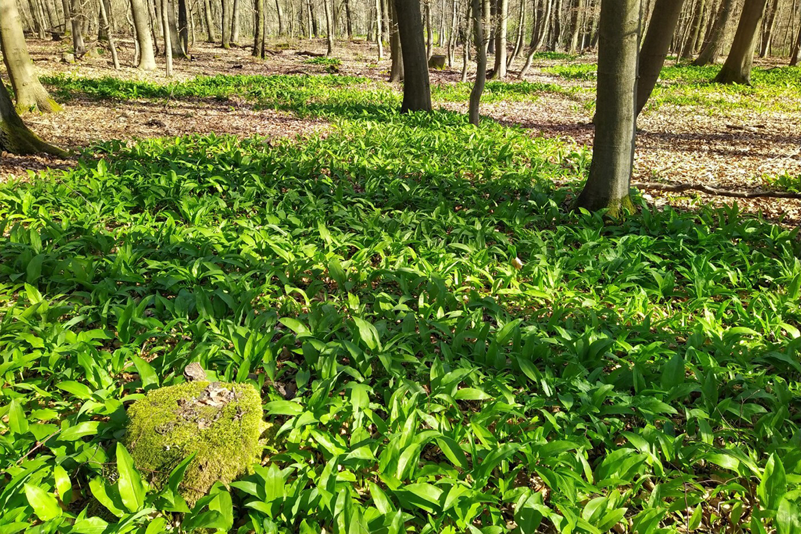 Bärlauch wächst zahlreich auf einer Waldlichtung.