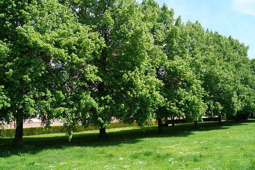 Eine Allee aus Linden säumt eine Straße, rechts neben der Allee liegt eine grüne Wiese.