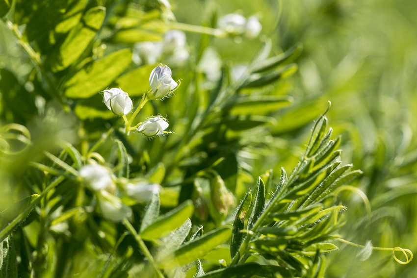 Die Linsenpflanze hat dünne Blätter und weiße Blüten.